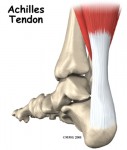 foot_achilles_tendon_anatomy01a.jpg